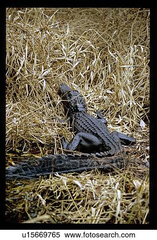 Alligator View Large Photo Image Stock Photography - Alligator. Fotosearch