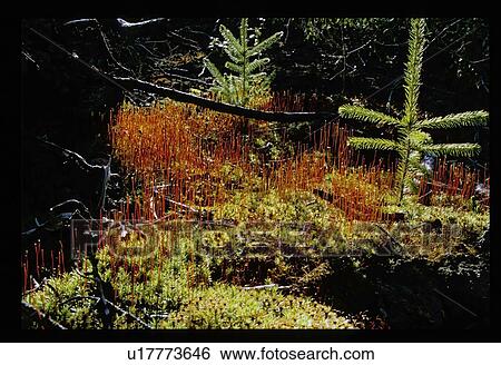 Baby pine trees View Large Photo Image Stock Photograph - Baby pine trees. Fotosearch