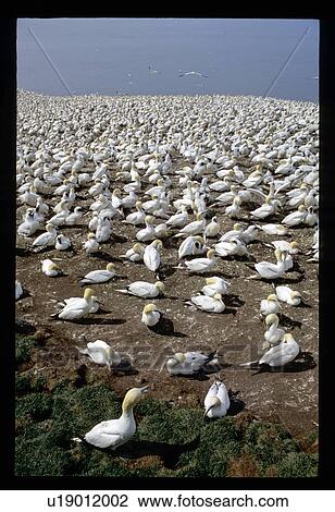 Beach covered in seagulls View Large Photo Image Stock Image - Beach covered in seagulls . Fotosearch