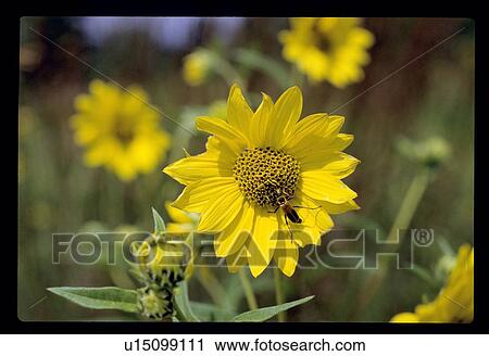 Bee in a flower View Large Photo Image Stock Image - Bee in a flower. Fotosearch