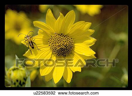 Stock Image - Bee in a yellow flower. Fotosearch