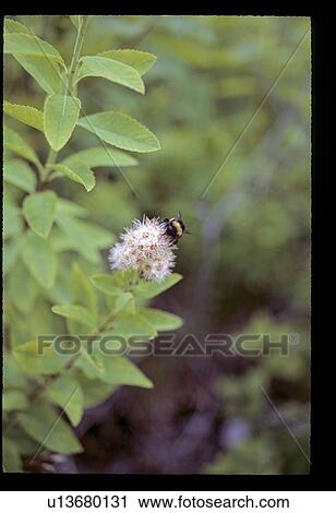 Bee on a flower View Large Photo Image Stock Image - Bee on a flower. Fotosearch