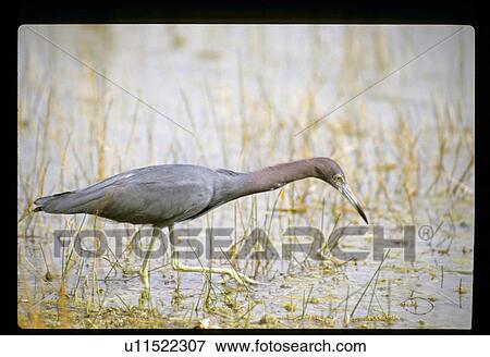 Stock Photo - Bird in a pond. Fotosearch