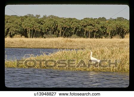 Stock Photo - Bird in a pond. Fotosearch
