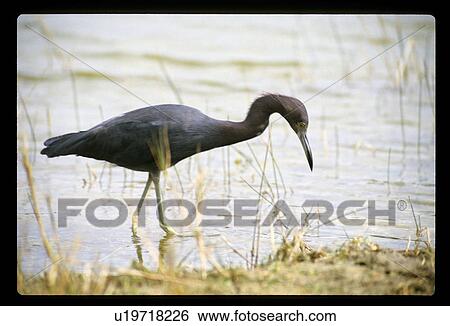 Stock Photograph - Bird in a pond. Fotosearch