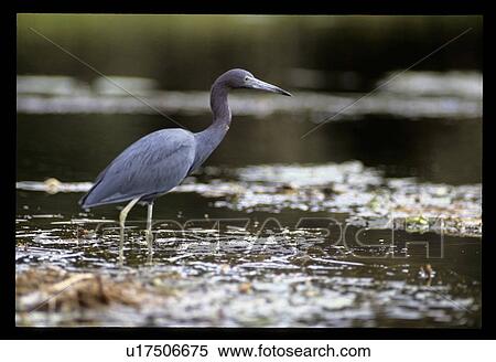 Bird in water View Large Photo Image Stock Photography - Bird in water. Fotosearch