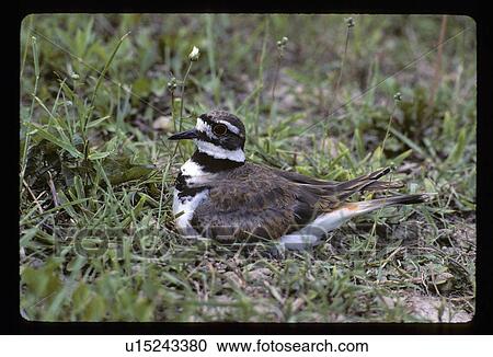 Bird View Large Photo Image Stock Image - Bird. Fotosearch