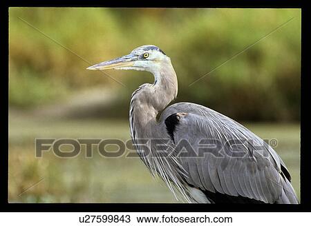 Bird View Large Photo Image Stock Image - Bird. Fotosearch