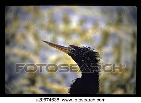 Bird View Large Photo Image Stock Photo - Bird. Fotosearch