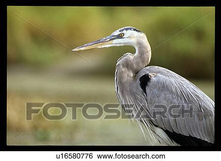 Stock Photograph - Bird. Fotosearch
