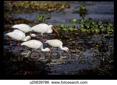 Birds eating in a pond View Large Photo Image Stock Photograph - Birds eating in a pond. Fotosearch