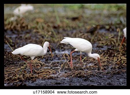 Picture - Birds eating out of the mud. Fotosearch