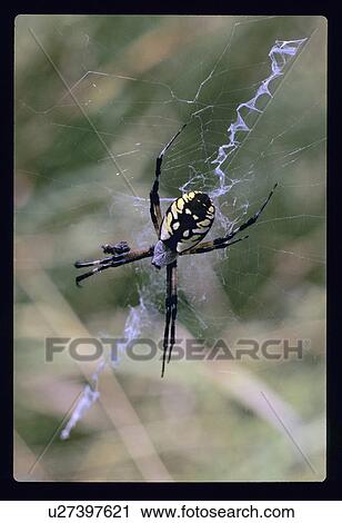 Black and yellow spider View Large Photo Image Stock Image - Black and yellow spider. Fotosearch