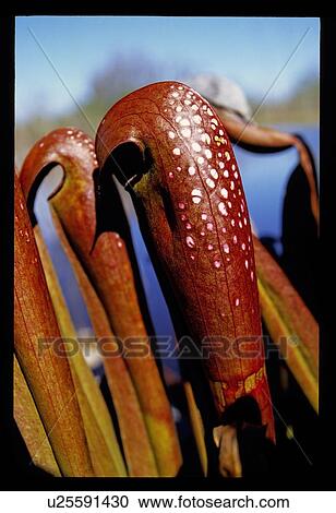 Stock Image - Blooming flower. Fotosearch