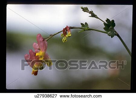 Blossoming flower View Large Photo Image Stock Photo - Blossoming flower. Fotosearch