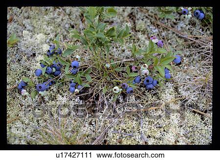 Stock Image - Blue berries. Fotosearch