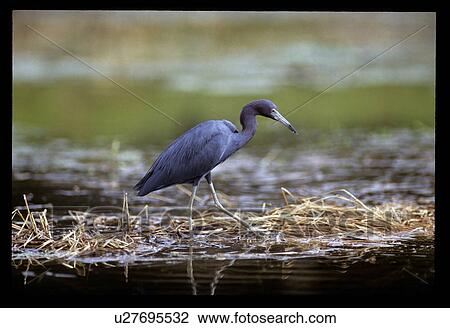 Blue bird in the water View Large Photo Image Stock Image - Blue bird in the water. Fotosearch