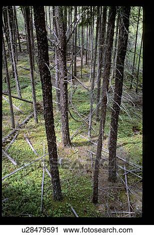 Stock Image - Bottoms of pine trees. Fotosearch