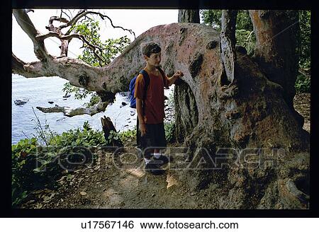 Boy standing by an old tree View Large Photo Image Stock Photograph - Boy standing by an old tree. Fotosearch