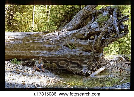 Stock Photograph - Boy under a huge tree. Fotosearch