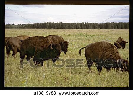 Stock Image - Buffalo. Fotosearch