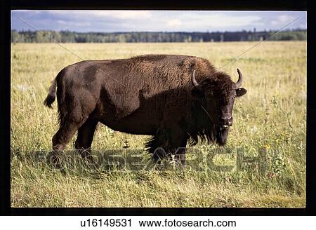 Buffalo View Large Photo Image Stock Image - Buffalo. Fotosearch