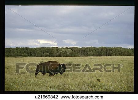Stock Image - Buffalo. Fotosearch
