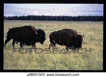 Stock Image - Buffalo. Fotosearch
