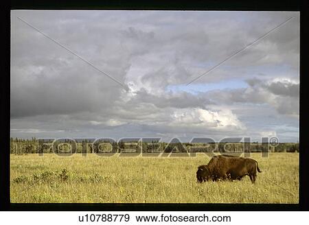 Stock Photo - Buffalo. Fotosearch