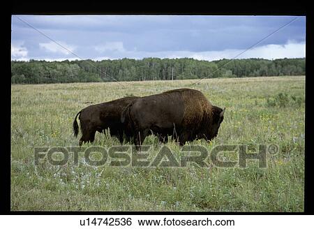 Buffalo View Large Photo Image Stock Photograph - Buffalo . Fotosearch