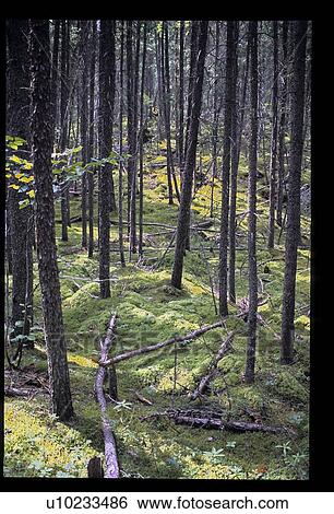 Stock Photograph - Burned forest. Fotosearch