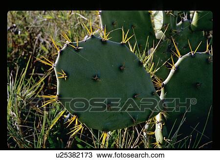 Cactus View Large Photo Image Stock Image - Cactus . Fotosearch