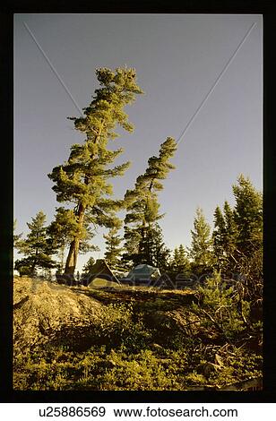 Stock Photo - Camping under pine trees. Fotosearch