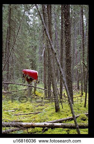 Stock Photograph - Carrying a canoe in the forest. Fotosearch