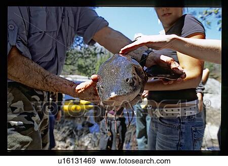 Stock Photo - Caught fish. Fotosearch