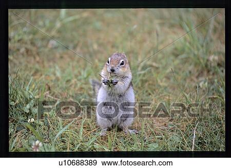 Stock Photo - Chipmunk . Fotosearch