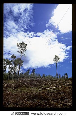Clear cutting a forest View Large Photo Image Stock Photography - Clear cutting a forest. Fotosearch