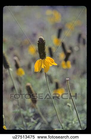 Close-up of wildflower View Large Photo Image Stock Photography - Close-up of wildflower. Fotosearch