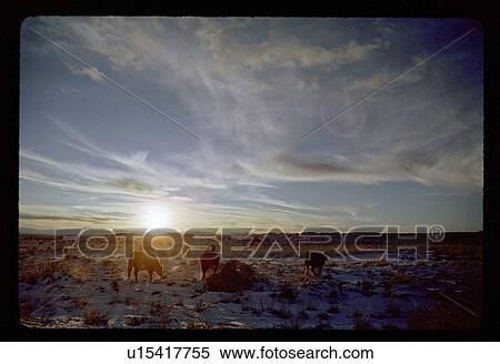 Cows grazing View Large Photo Image Stock Photography - Cows grazing . Fotosearch