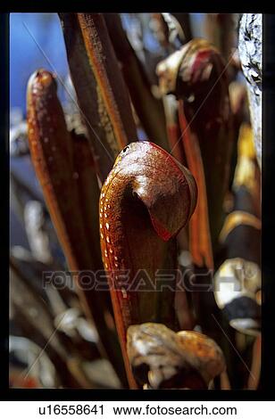 Curly plants View Large Photo Image Stock Image - Curly plants. Fotosearch