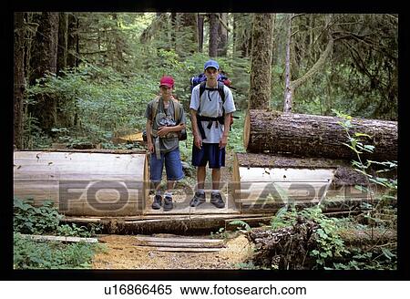 Cut log View Large Photo Image Stock Photography - Cut log. Fotosearch