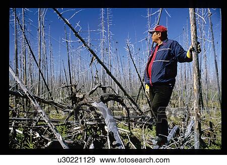 Cutting down trees View Large Photo Image Stock Photo - Cutting down trees. Fotosearch