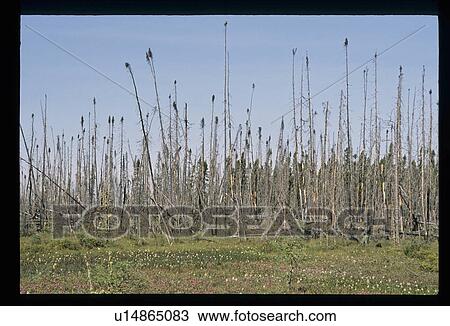 Dead pine trees View Large Photo Image Stock Image - Dead pine trees. Fotosearch