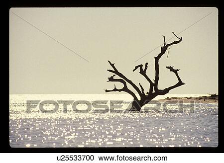 Stock Image - Dead tree in water. Fotosearch