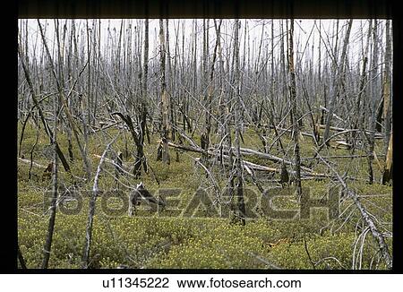 Dead trees View Large Photo Image Stock Image - Dead trees. Fotosearch