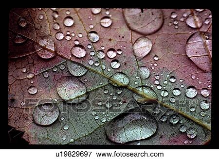 Dew on a leaf View Large Photo Image Stock Photo - Dew on a leaf. Fotosearch