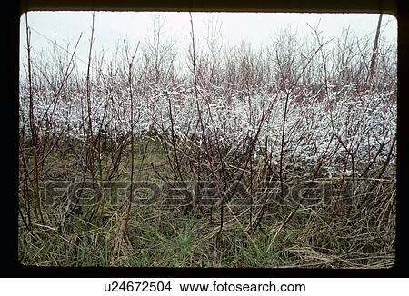 Picture - Dog wood trees. Fotosearch