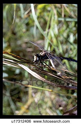 Dragonfly View Large Photo Image Stock Photograph - Dragonfly . Fotosearch