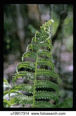 Fern View Large Photo Image Picture - Fern . Fotosearch