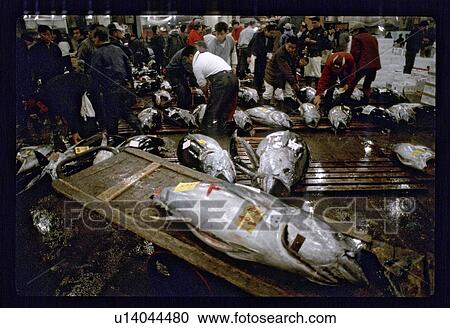 Fish market View Large Photo Image Stock Image - Fish market. Fotosearch